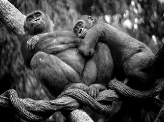 Приматы: в прошлом и настоящем