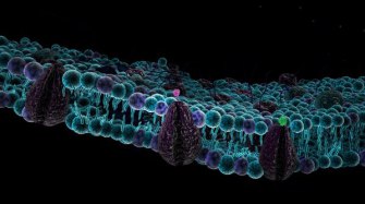 Клеточные мембраны