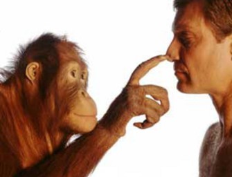Приматы: в прошлом и настоящем