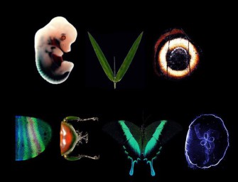 Биология развития и основы Evo-Devo