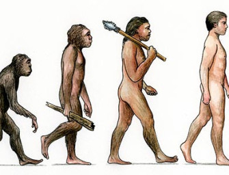 Качается ли картина эволюции человека?