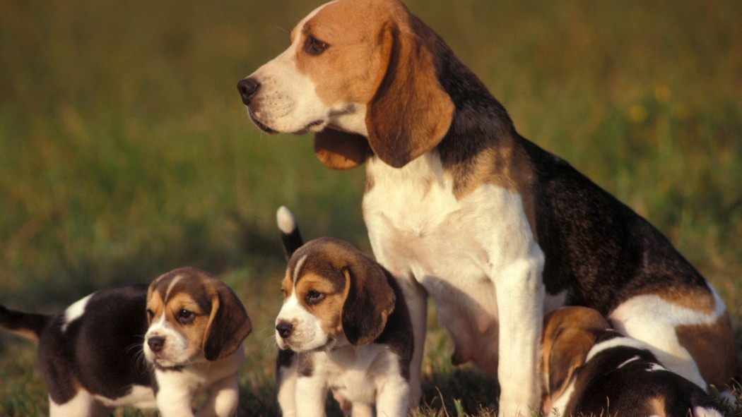 dogs-puppies-beagle-baby-animals-2560×1440-wallpaper