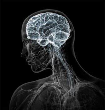 Курс «Нейрофизиология: как работает наш мозг»