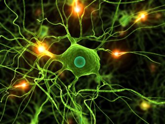 Нейроны: особенности химической и клеточной организации. Потенциал покой – постоянный заряд нейрона.