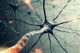Нейроны и потенциалы действия: как генерируются и распространяются нервные импульсы