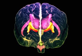 Мозг: стволовые структуры (от кашля и зевоты до сна и терморегуляции)