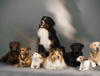Зоопсихология для владельцев собак