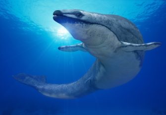 Происхождение и систематика морских млекопитающих