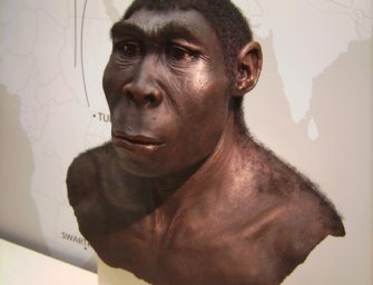 Homo erectus: непрямые пути человека прямоходящего