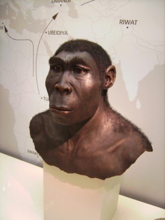 Homo erectus: непрямые пути человека прямоходящего