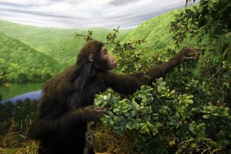 Австралопитеки и их предки: достающее звено, двуногие обезьяны и могила вегетарианцев