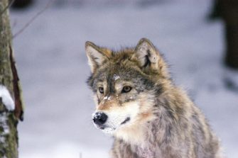 Формирование поведения волка