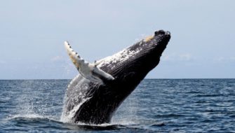 Горбач – самый лучший кит