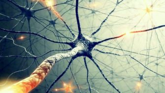 Нейроны и нейросети. Обзор основных структур головного и спинного мозга