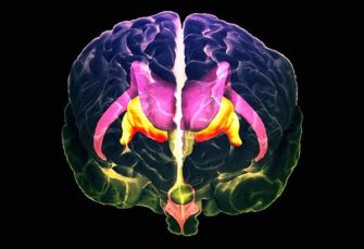 Курс «Нейрофизиология: как работает наш мозг»