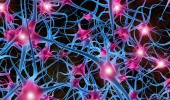 Нейроны: особенности химической и клеточной организации. Потенциал покой – постоянный заряд нейрона