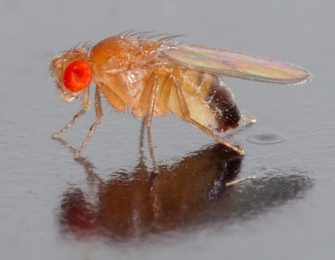 Плодовая мушка Drosophila melanogaster – первая среди равных