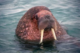 Тихоокеанский Морж: биология и современные исследования