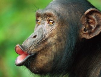 Эволюционные предпосылки речи человека: обучение человекообразных обезьян простейшим аналогам человеческого языка