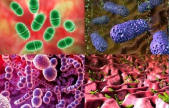 Микроорганизмы — сожители человека