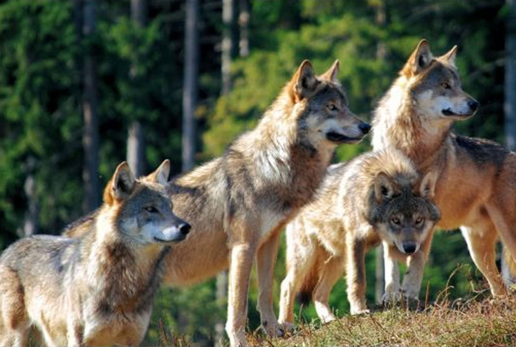 Pack-of-wolves