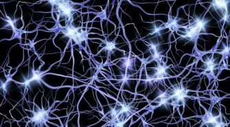 Электрическая активность нейронов (Химия мозга)