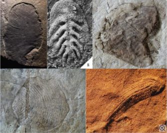 Почему ископаемые остатки эдиакарской фауны имеют необычный облик? (отвечает Андрей Юрьевич Иванцов)