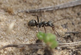 Могут ли муравьи совершить революцию? (Отвечает Евгений Бургов)