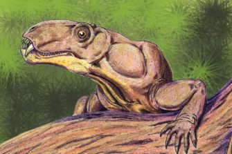 СПб. Динозавры и млекопитающие – 230 миллионов лет совместной эволюции (Палеонтологическая история позвоночных)