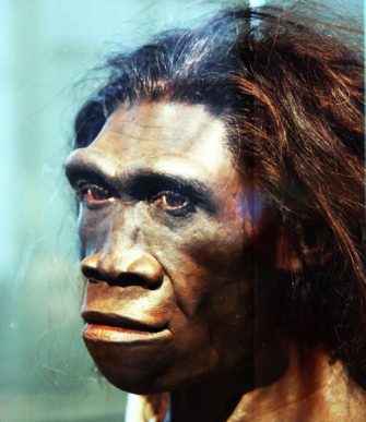 Онлайн-лекция «Homo erectus: непрямые пути человека прямоходящего» (Антропогенез)