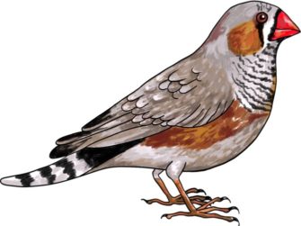 Онлайн-лекция «Синица в руках: как птицы двигают науку» (Модельные организмы)