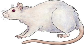 Онлайн-лекция «Год крысы, век мыши – бесконечная гонка» (Модельные организмы)