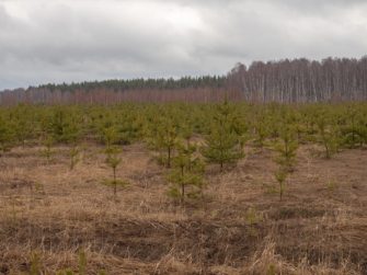 Онлайн-беседа «Леса на сельхозземлях. Можно ли выращивать лес на своей земле» (проект «Лесной вопрос» с Гринпис)