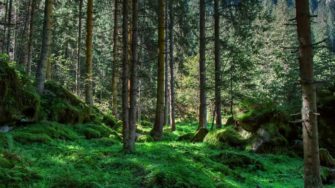 Онлайн-беседы «Лесной вопрос» (Гринпис) «Что нам делать с нашими лесами»