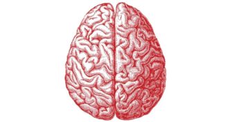 Онлайн-лекция В.А. Дубынина «Мозг: стволовые структуры (от кашля и зевоты до сна и терморегуляции)»