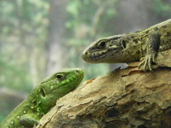 Экскурсия «Новые виды рептилий под сводами зоологического музея»