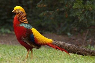 Онлайн-лекция «Зачем птицам яркие краски: от диеты до брачных игр»