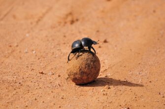 «Навозные жуки узрели Млечный путь»: ночной АРХЭфир «Дайте Шнобеля! Кому и за что дают Ig Nobel Prize» с Григорием Тарасевичем. 18+