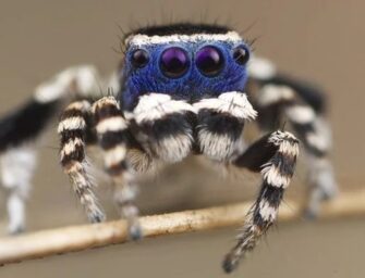 «Боятся ли энтомологи пауков?»: ночной АРХЭфир «Дайте Шнобеля! Кому и за что дают Ig Nobel Prize» с Григорием Тарасевичем. 18+