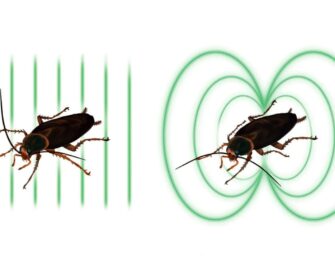 «Мертвые намагниченные тараканы»: ночной АРХЭфир «Дайте Шнобеля! Кому и за что дают Ig Nobel Prize» с Григорием Тарасевичем. 18+