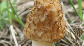 Лекция «Отдел Ascomycota, или Сумчатые грибы. Часть 2»