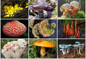 Курс «Микология: грибы, псевдогрибы и совсем не грибы. Теория и практика»