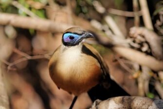 Лекция Е. Коблика «Птицы Мадагаскара»