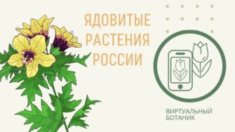 Лекция «Ядовитые растения России»