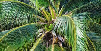 Онлайн-занятие «Съедобные пальмы»