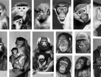 Онлайн-курс Марины Ванчатовой «Приматы»